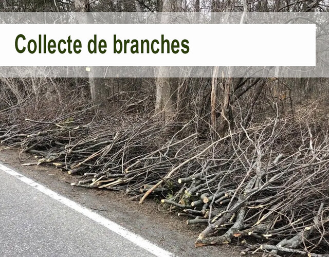 Pour l'automne 2025, la prochaine collecte de branches aura lieu dans la semaine du 20 octobre
