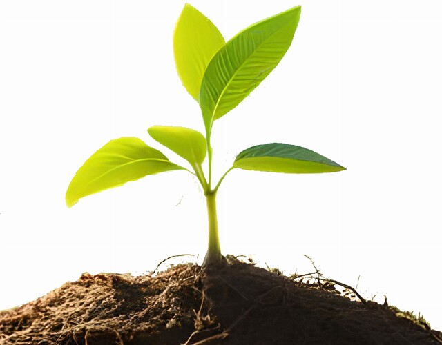 Journée de distribution d'arbres et de compost