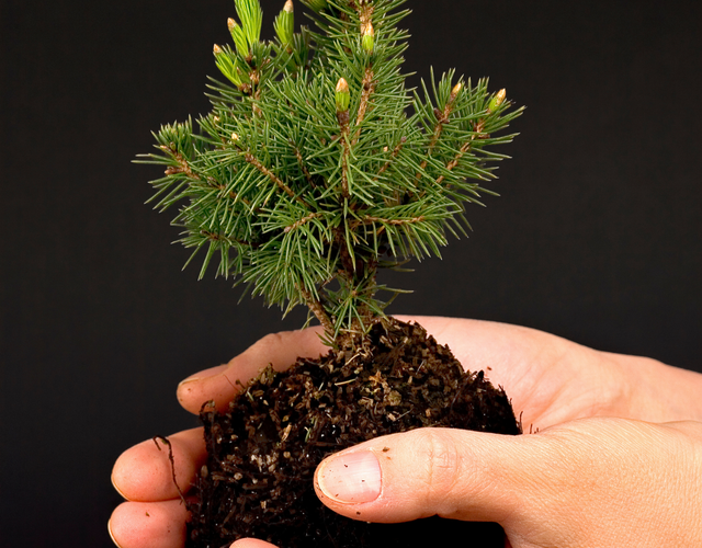 Journée de distribution de compost et de petits arbres