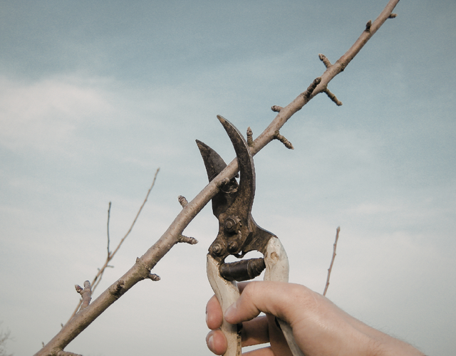 Collecte des branches - Semaine du 4 mai 2026