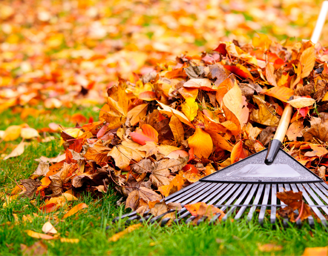 Collecte des feuilles